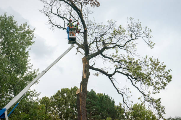 Best Tree Preservation Services  in Navasota, TX